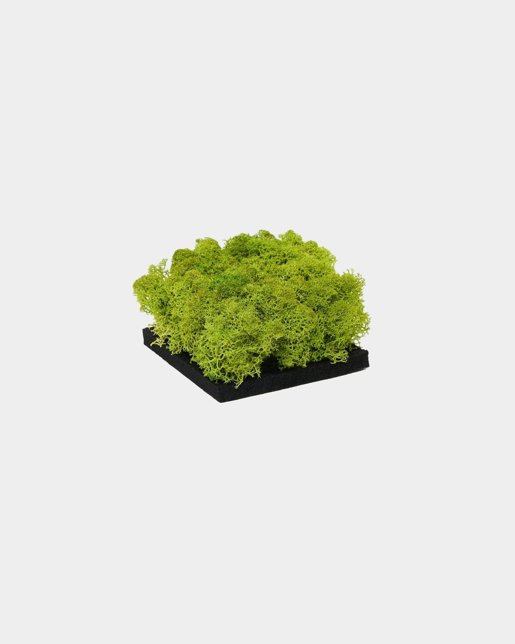 WoodUpp Moss acoustic panel sample in Apple Green, featuring vibrant green preserved moss on a black base, displayed against a plain white background.