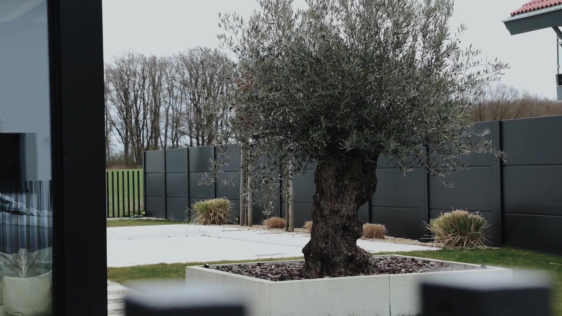 Olive tree in a concrete planter in a modern garden, seen past a black slatted wall